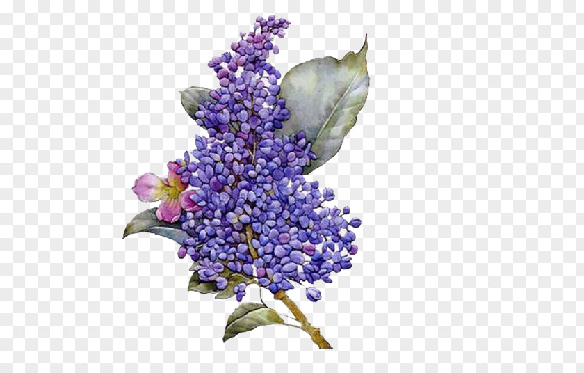 Purple Wisteria Flower Lilac PNG