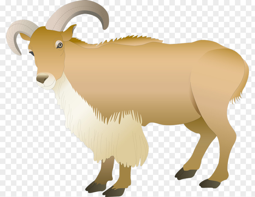 Sheep Barbary Ahuntz Goat Photography PNG