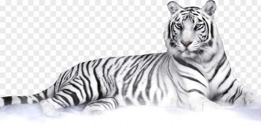 Tigres Felidae Bengal Tiger White Clip Art PNG