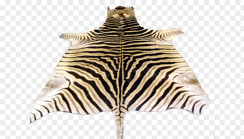 Zebra Safari Fur Neck Terrestrial Animal Wildlife PNG