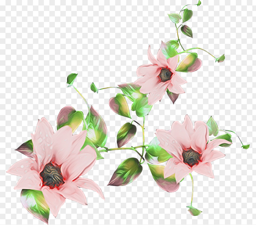 Anthurium Magnolia Family Pink Flower Cartoon PNG
