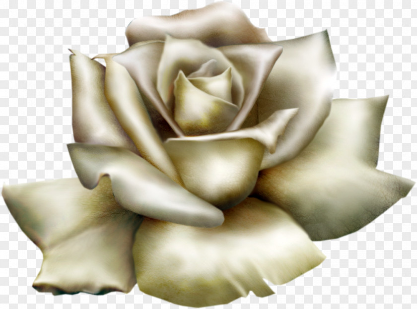 Beautiful White Rose Clipart Clip Art PNG