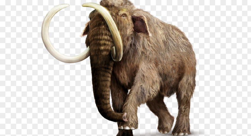 Elephant African Woolly Mammoth Asian Mammal PNG