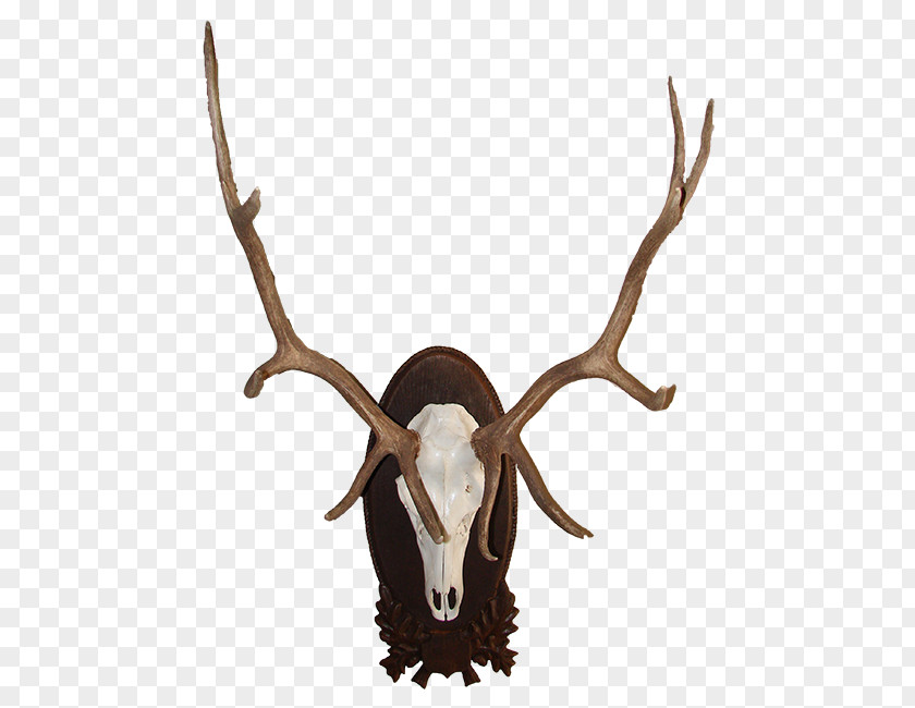Elk Red Deer Moose Antler PNG