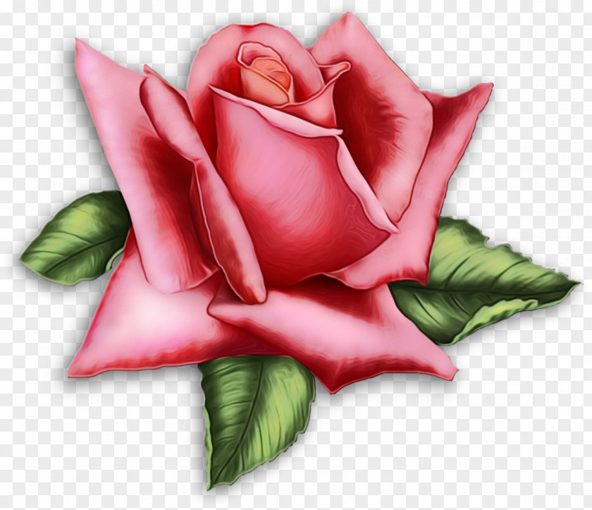 Garden Roses PNG