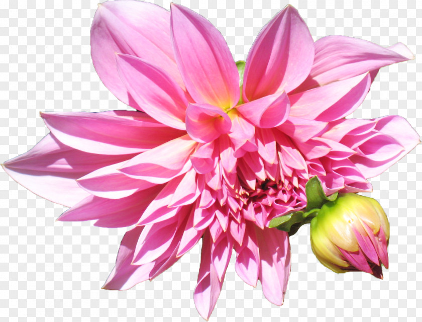 Health Well-being Dahlia Cut Flowers Healing PNG
