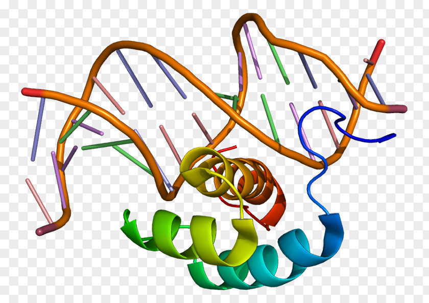 Morphogenesis HOXB7 Homeobox Hox Gene HOXA7 PNG