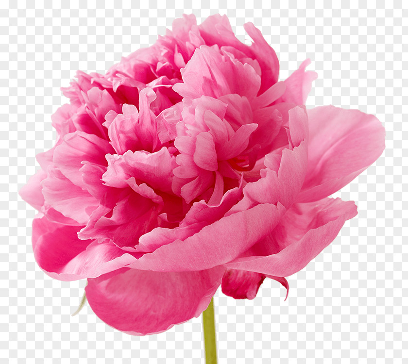 Mothers Day Carnation Cut Flowers Petal Pink PNG