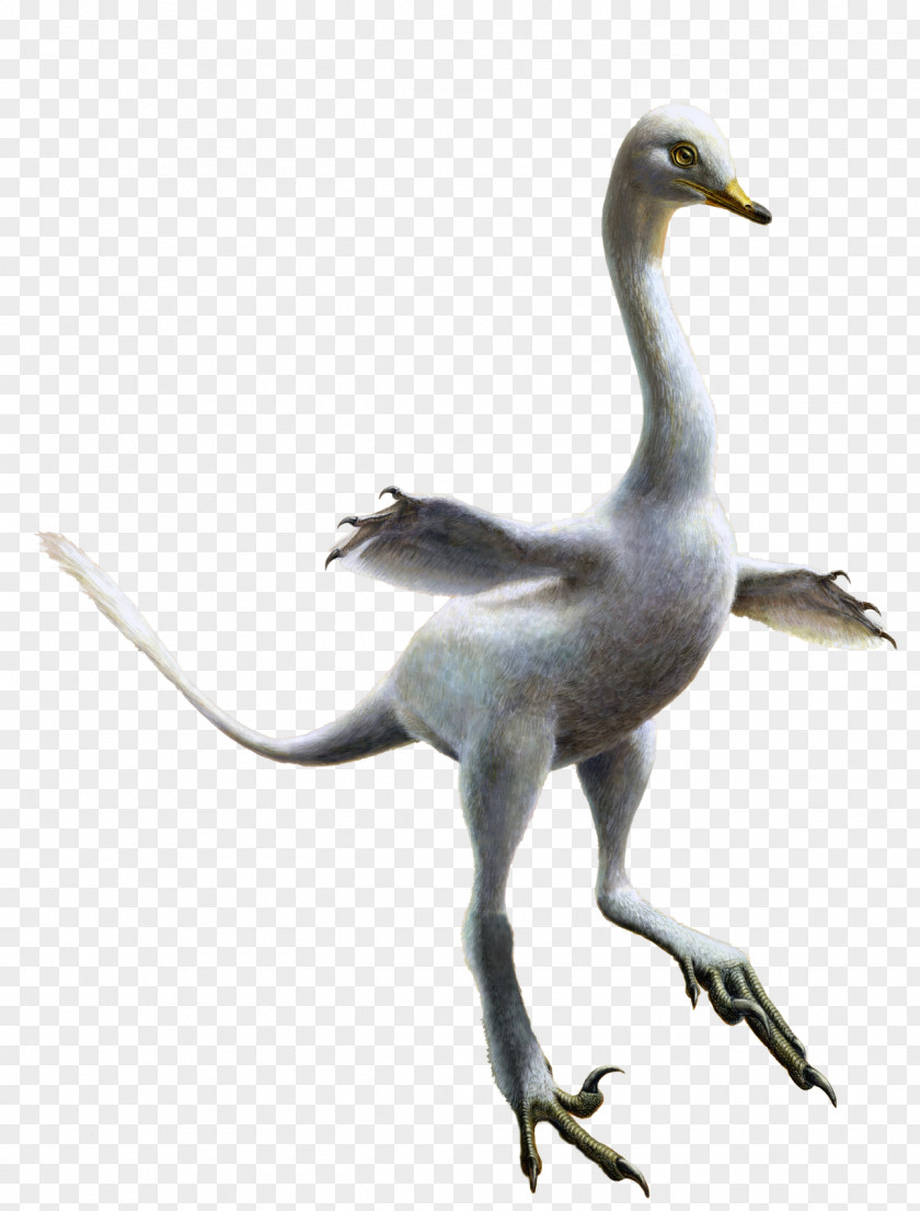 Penguin Halszkaraptor Velociraptor Dinosaur Gorgosaurus PNG