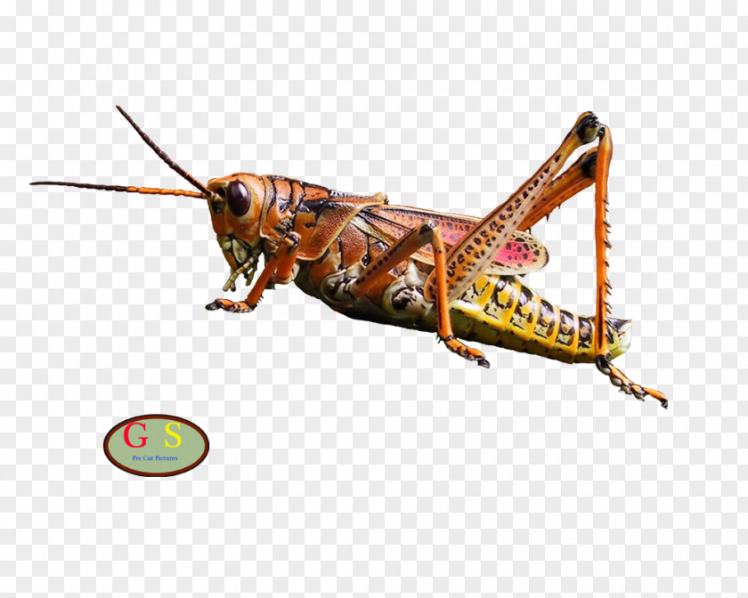 Grasshopper Locust Insect Ametabolism Hemimetabolism PNG