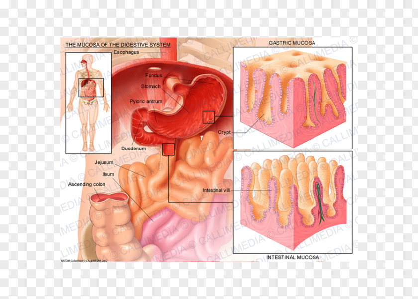 Mucous Membrane Anatomy Digestion Gastroenterology Gastroesophageal Reflux Disease PNG