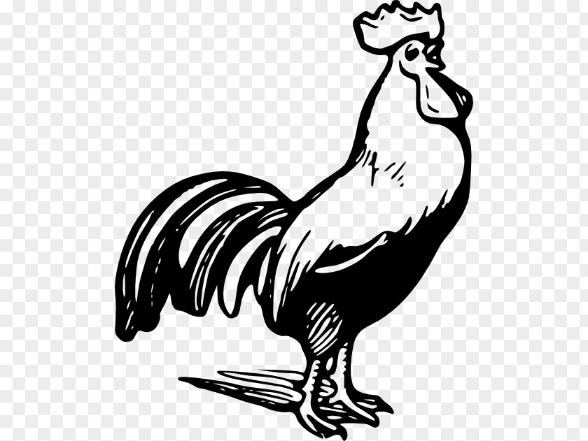 Rooster Vector Chicken Clip Art PNG