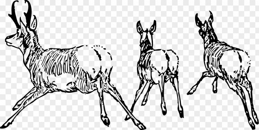 Antelope Drawing Clip Art PNG