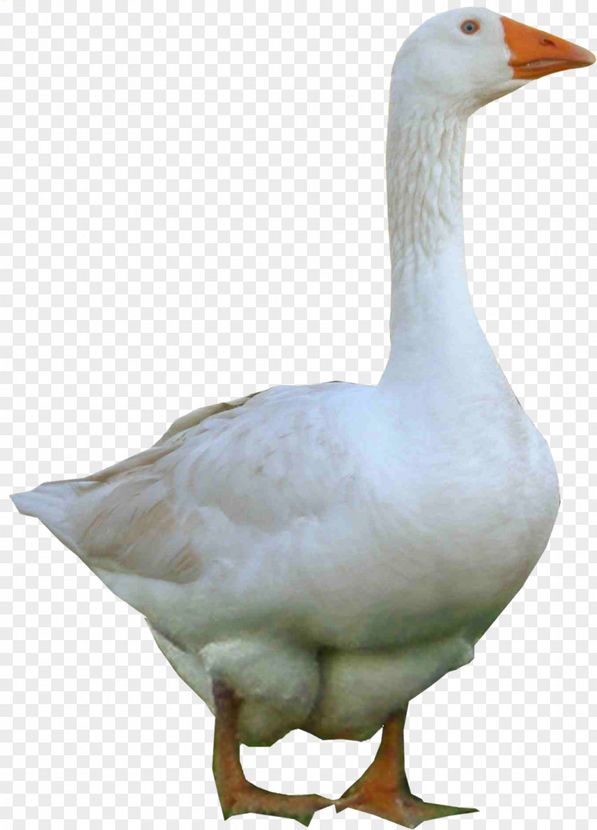 Duck American Pekin Image Goose PNG