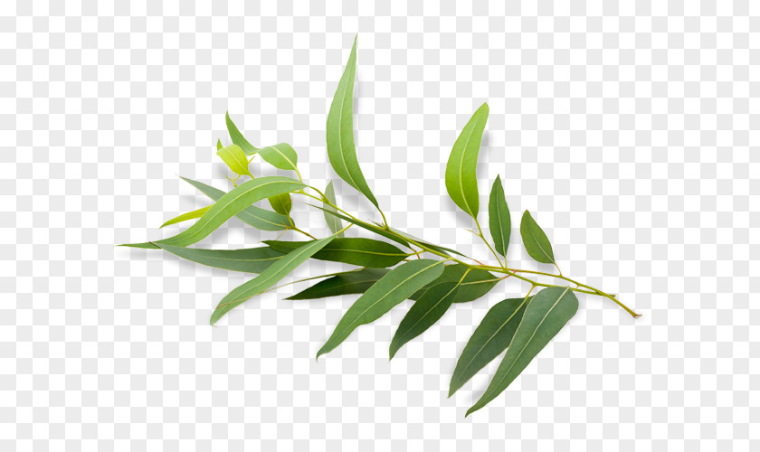 Eucalyptus Radiata Polybractea Oil Essential PNG