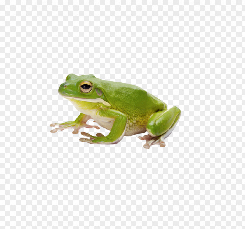 Frog Common Amphibian Tadpole PNG