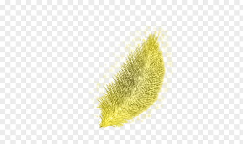 Golden Feathers Close-up Commodity PNG