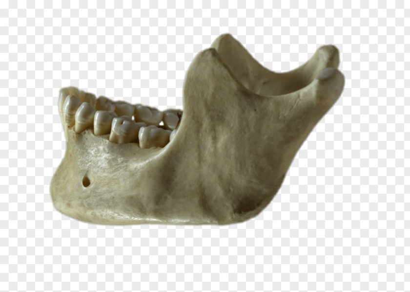 Skull Mandible Jaw Bone Homo Sapiens PNG