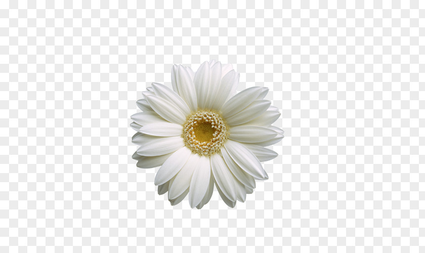 White Sunflower Flower Wallpaper PNG