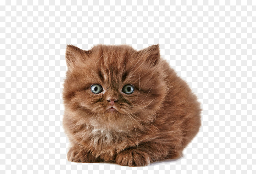 Free Meow Star People To Pull Creative Picture British Longhair Shorthair Persian Cat Savannah Norwegian Forest PNG