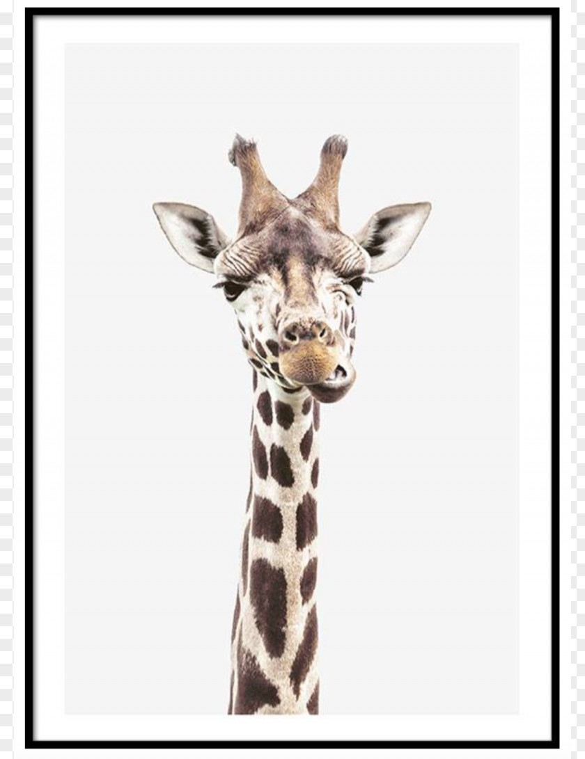 Giraffe Reticulated Okapi Poster Printmaking PNG