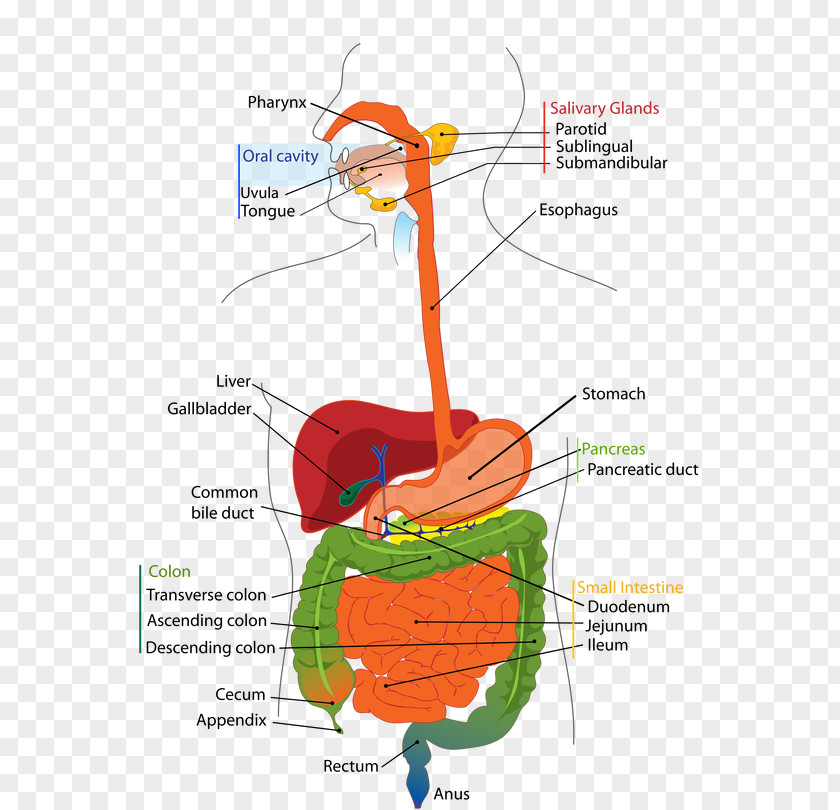 Human Digestive System Digestion Respiratory Tract Gastrointestinal PNG