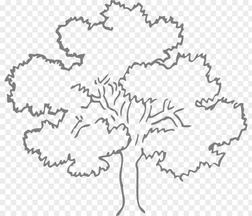 Tree Oak Drawing Coloring Book Clip Art PNG