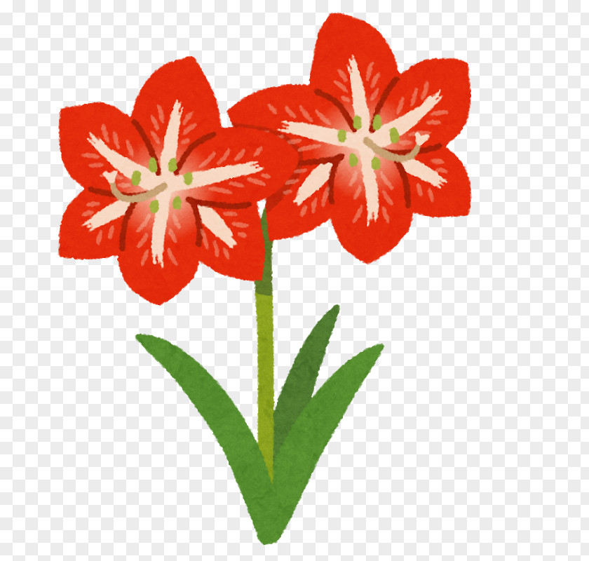 Amaryllis Jersey Lily Japan Cut Flowers Bulb PNG