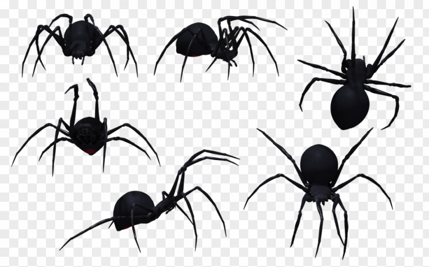 Black Widow Spider Art Redback Southern Drawing Clip PNG