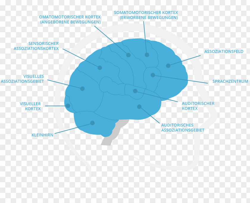 Brain Diagram Organism PNG