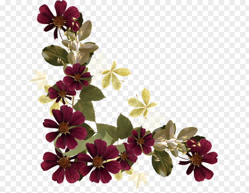 Flowering Plant Magenta Violet Family PNG