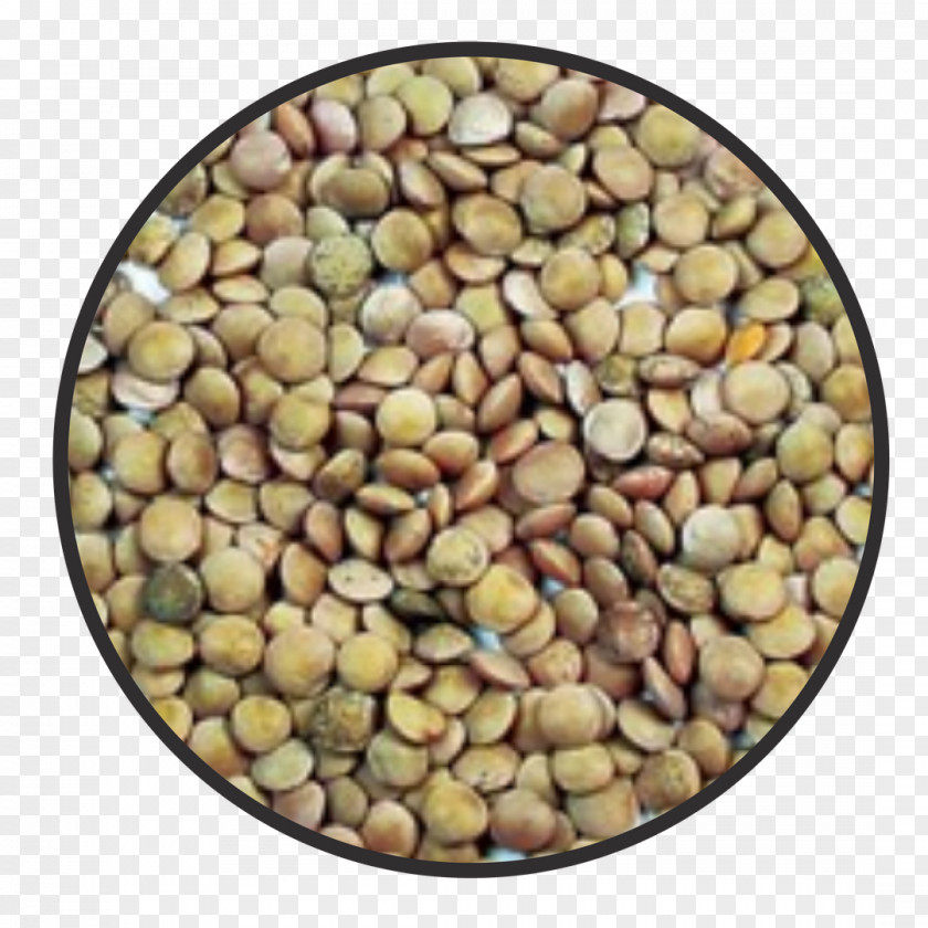 Lentils Food Greek Cuisine Health Lentil Legume PNG