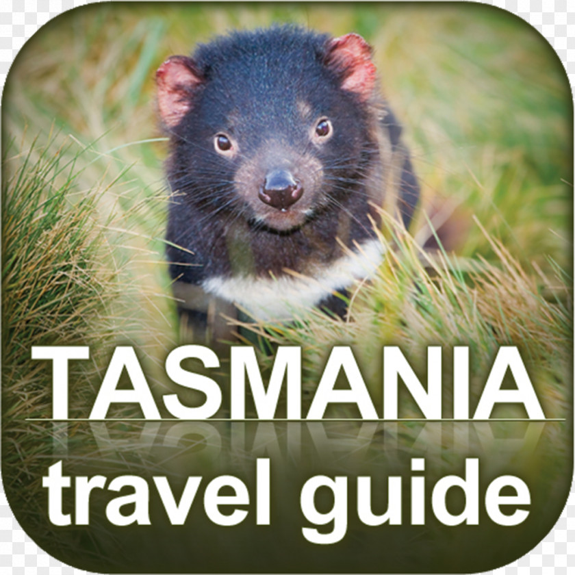 Tasmanian Devil Devils@Cradle Thylacine Cancer Facial Tumour Disease PNG