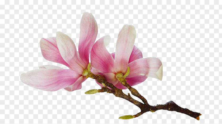 Chinese Magnolia Watercolour Flowers Southern Shutterstock PNG magnolia Shutterstock, flower clipart PNG