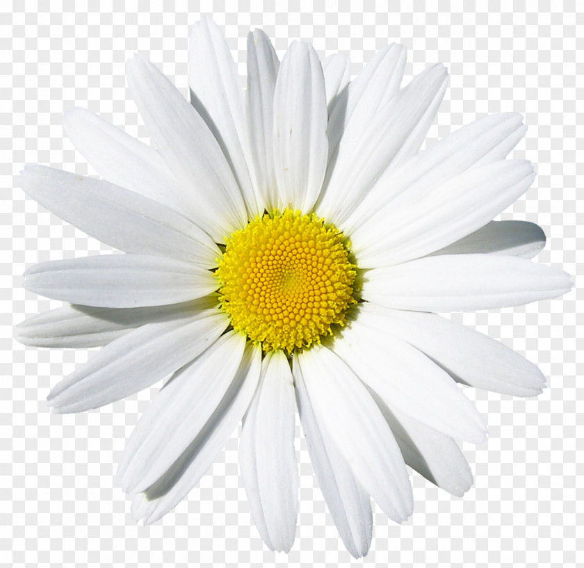 Camomile Common Daisy Flower Stock Photography PNG