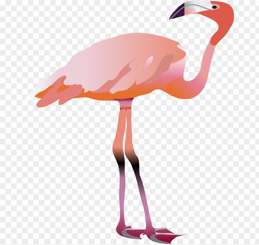 Flamingo Water Bird Beak Animal PNG