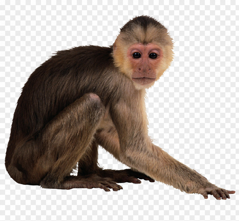 Monkeys Capuchin Monkey Desktop Wallpaper PNG
