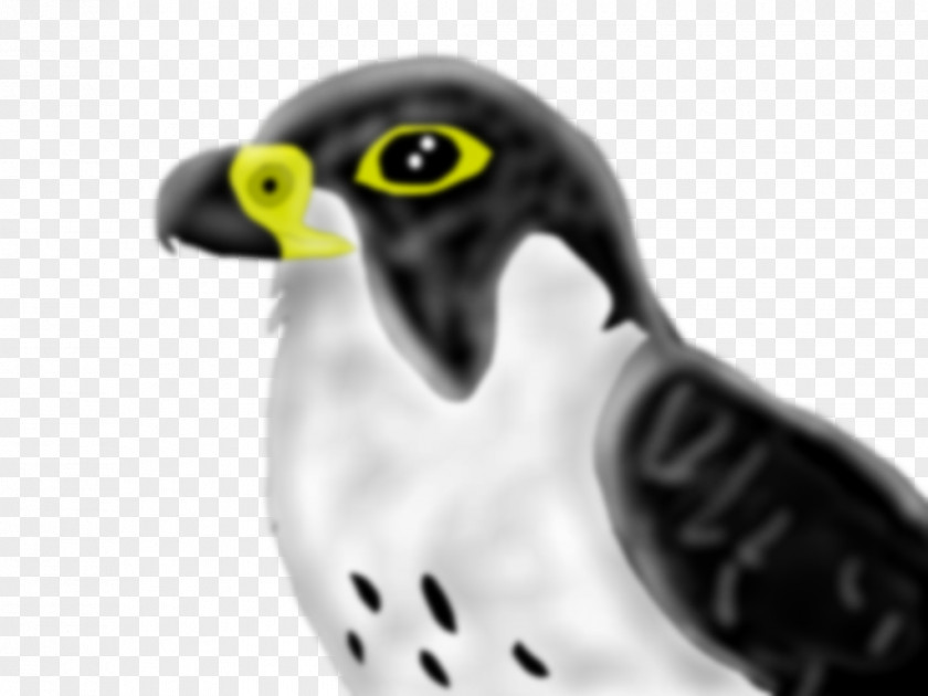 Peregrine Falcon Owl Beak Close-up Font PNG
