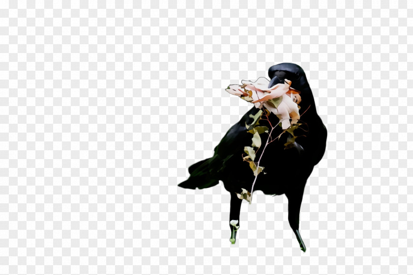 Rodeo Wet Ink PNG