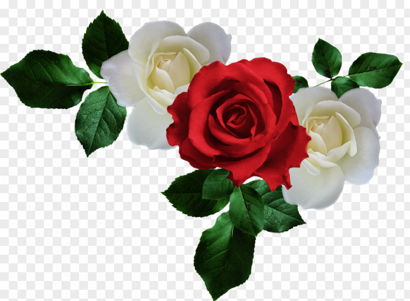 Rose Garden Roses Wars Of The Picture Frame Clip Art PNG