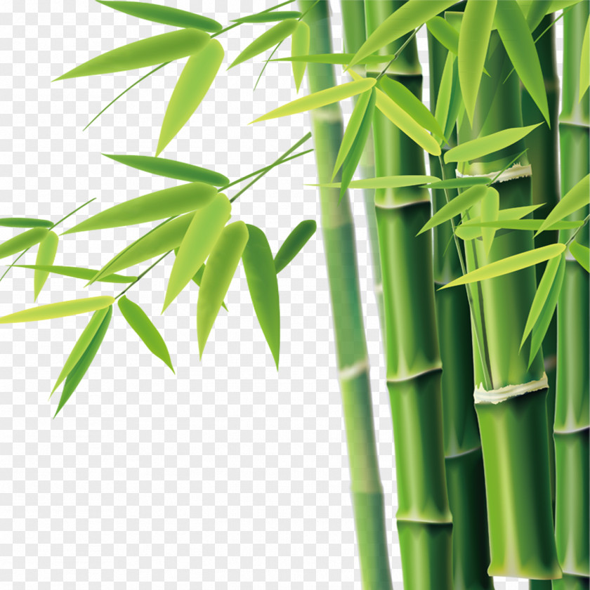 Bamboo Bamboe Icon PNG