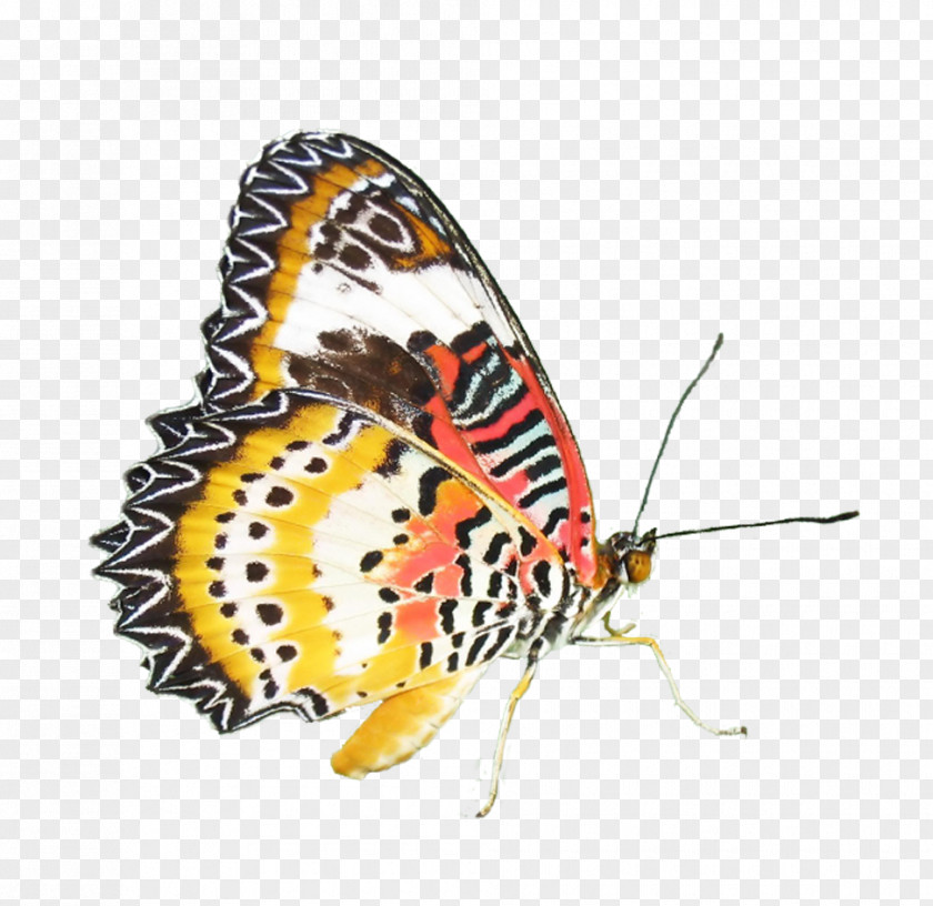 Colorful Butterfly Monarch Moth Nymphalidae PNG