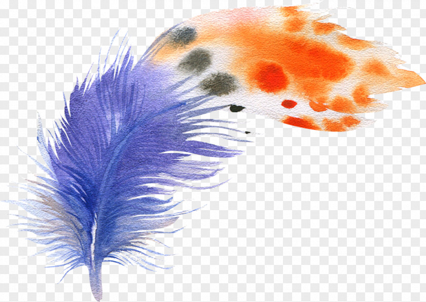 Feather Bird Watercolor Painting Drawing Illustration PNG