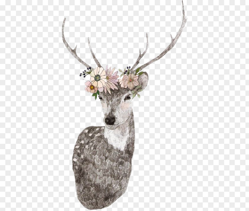 Floral Deer White-tailed Seneca White Reindeer Wallpaper PNG