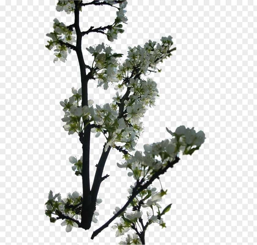 Flowering Trees Twig Pine Plant Stem Leaf PNG