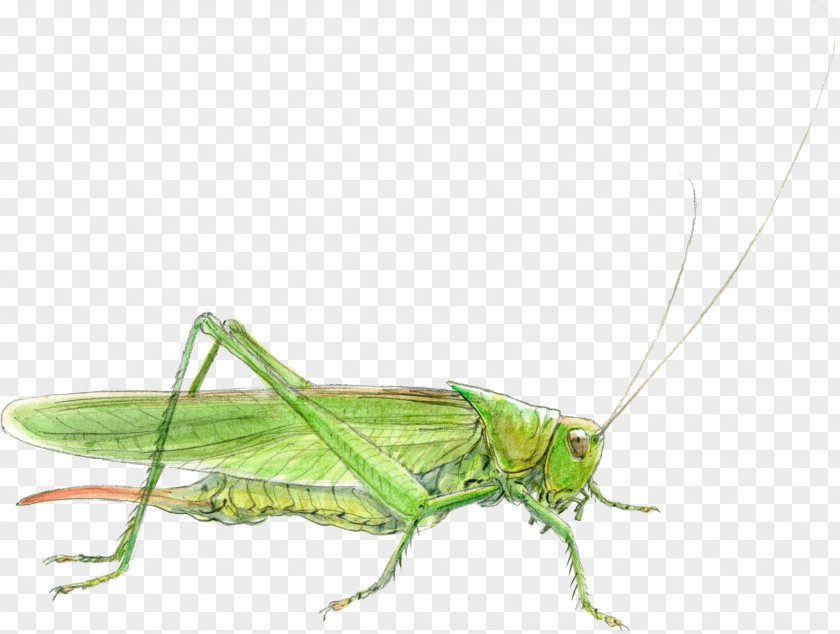 Grasshopper Cricket Locust Sauterelle Tettigonia Viridissima PNG