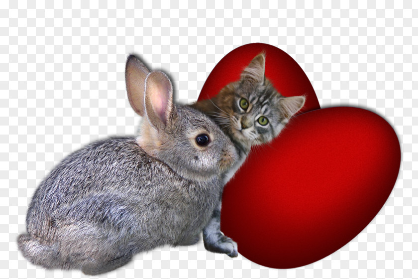 Rabbit Domestic Drawing Photography Clip Art PNG