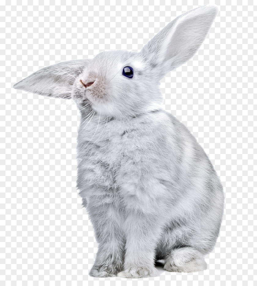 Rabbit Image Clip Art Transparency PNG