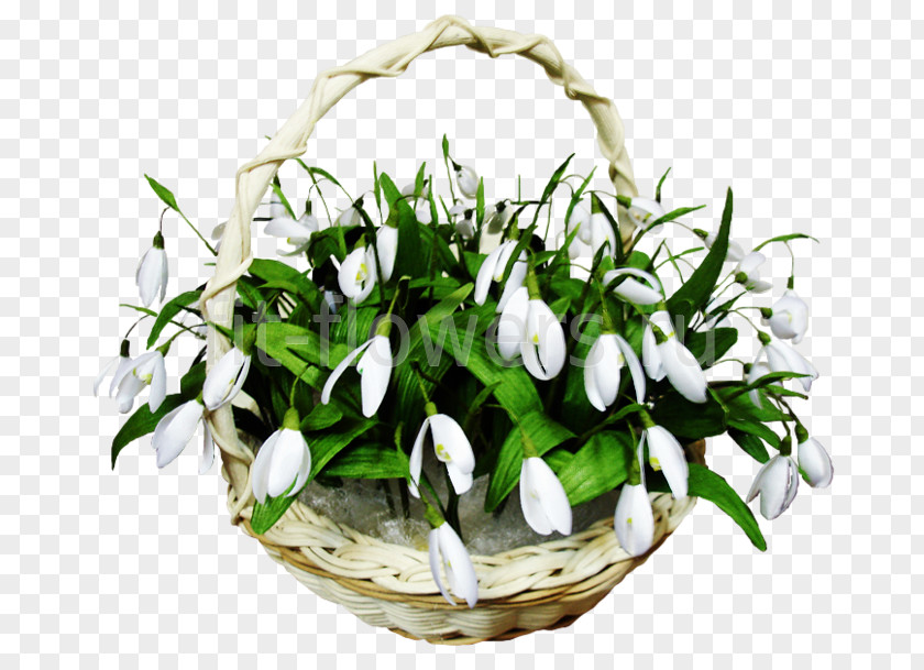 Spring Ansichtkaart Snowdrop Animaatio PNG