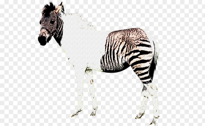 Zebra Quagga Okapi Mane Mustang PNG